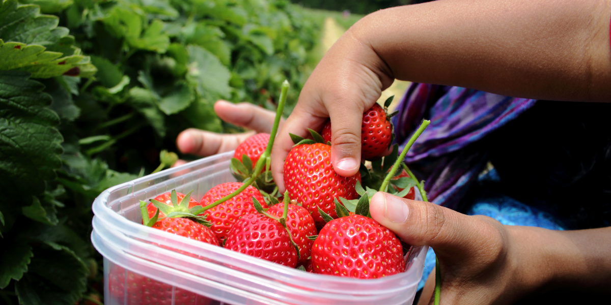 Erdbeeren selber pflücken in Oldenburg und umzu