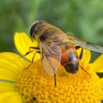 Biene sitzt auf einer gelben Blume