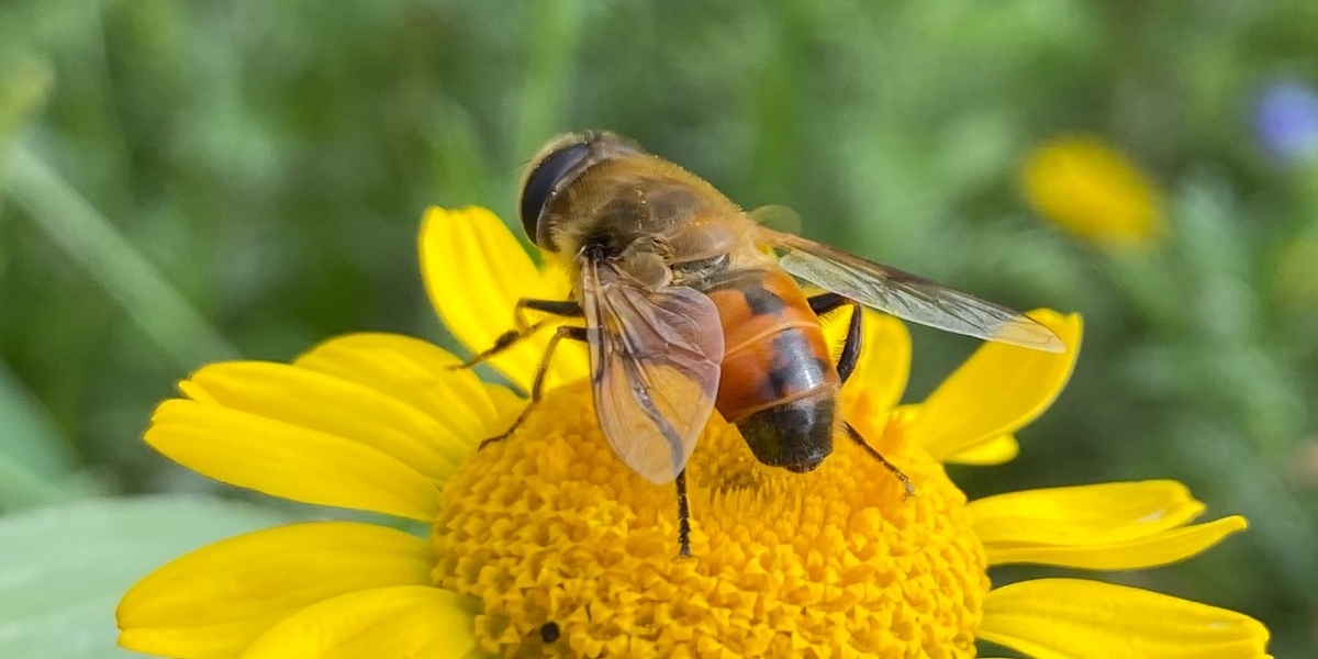 Biene sitzt auf einer gelben Blume
