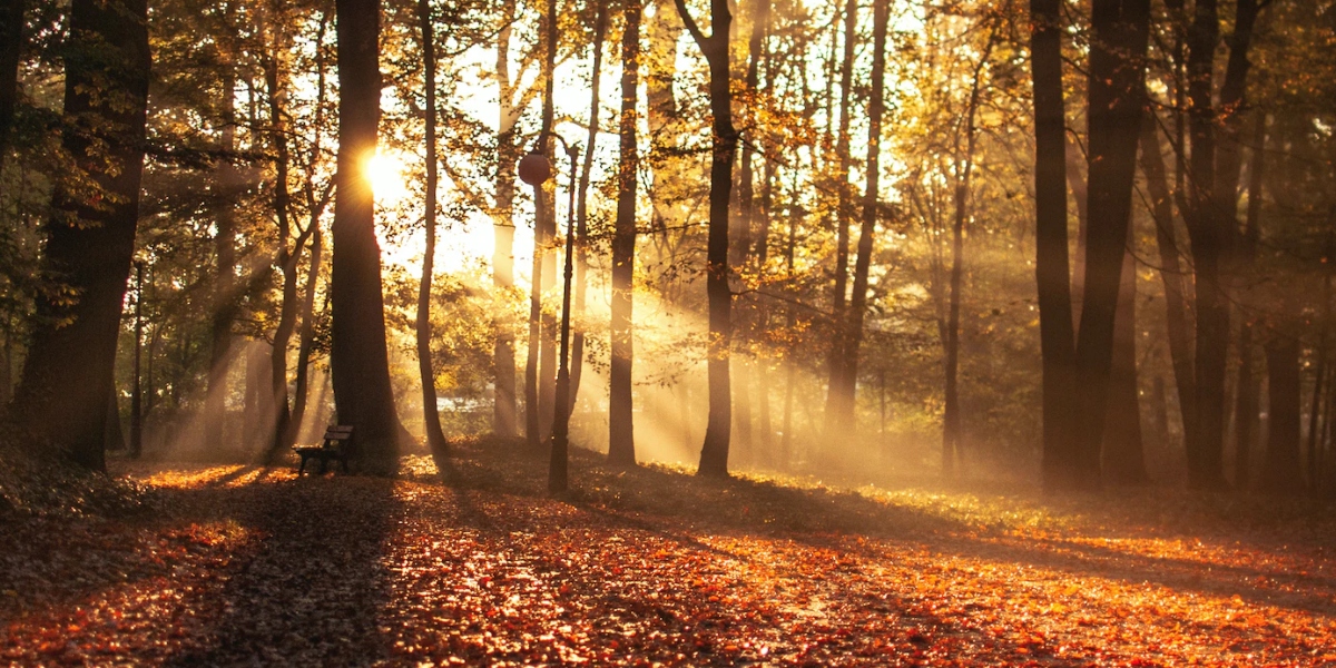 Herbstwald