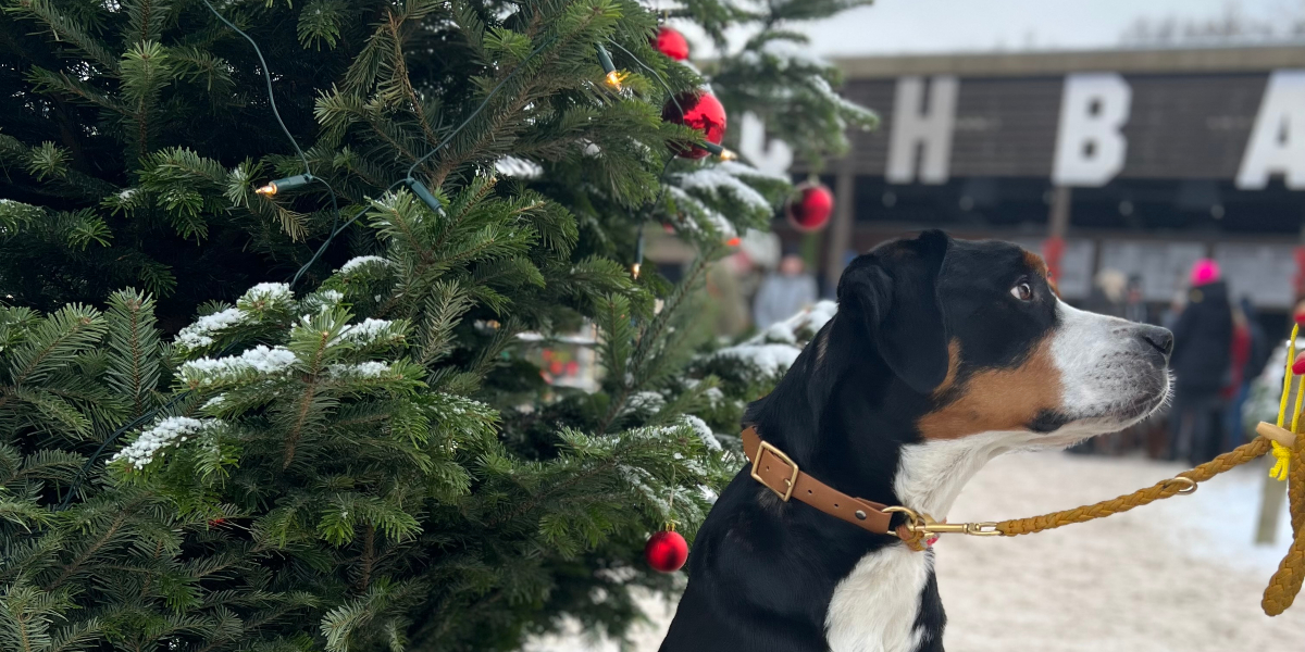 Hundeweihnachtsmarkt in Nethen